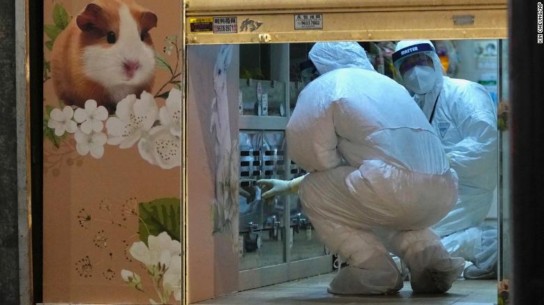 hamster hong kong, <b> Hong Kong plans to kill 2,000 hamsters that are apparently covid positive </b>