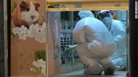 Hong Kong plans to cull 2,000 hamsters over Covid fears. Pet owners are outraged