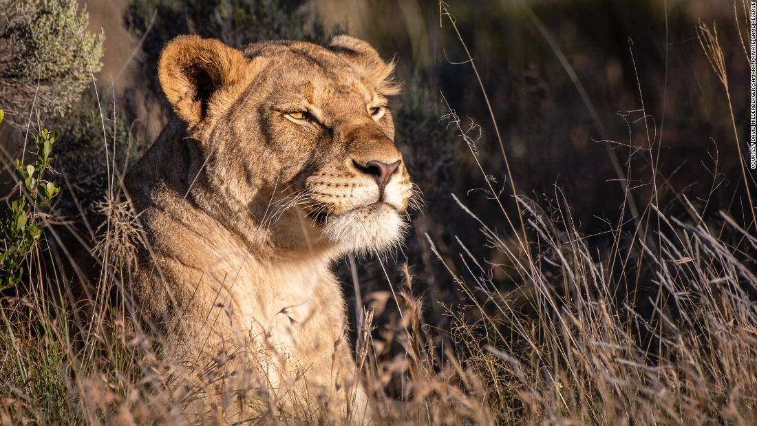 Returning lions and cheetahs to a corner of South Africa's Great Karoo