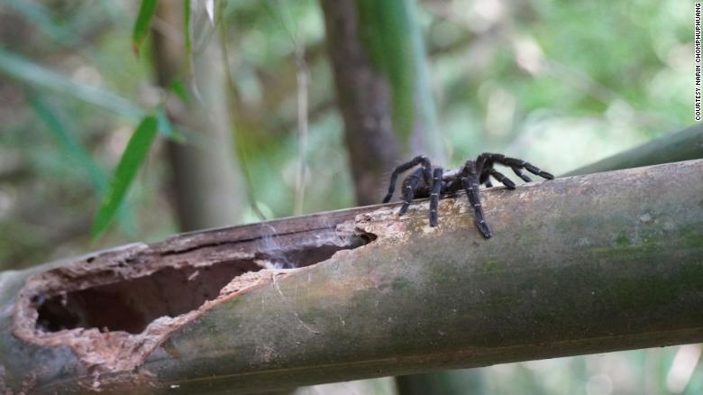Taksinus bambus is the first tarantula known to only dwell in bamboo stalks.