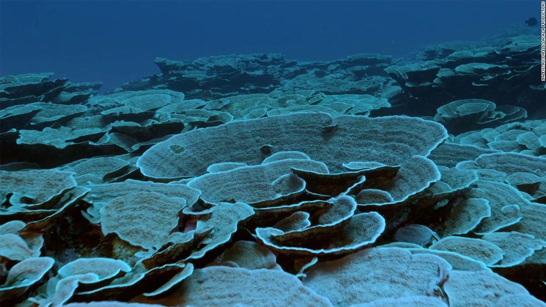 Tahiti kıyılarında deniz tabanından gül şeklinde mercanlar açar.