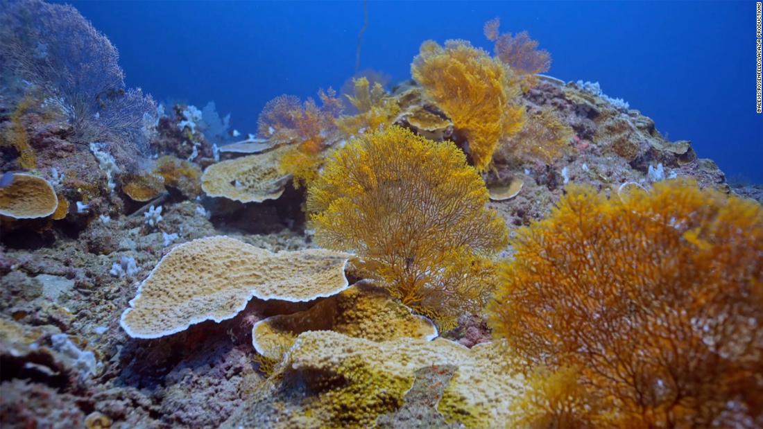 Resif, okyanusun "alacakaranlık kuşağı" olarak bilinen yerde bulunur.