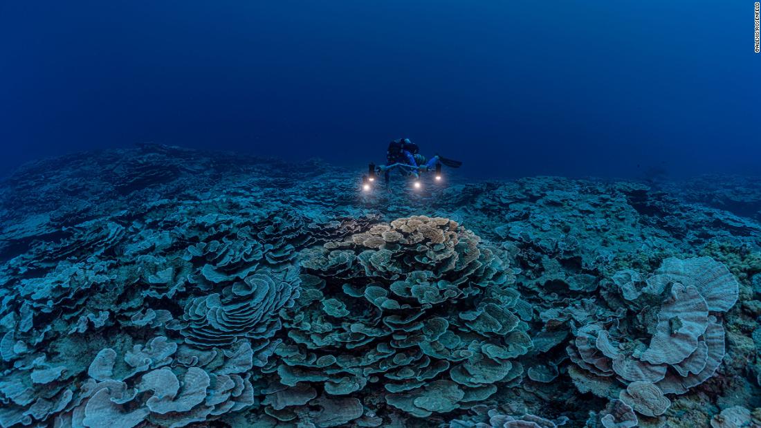 Bir araştırmacı, yaklaşık iki mil boyunca uzanan resifin üzerinde yüzüyor.