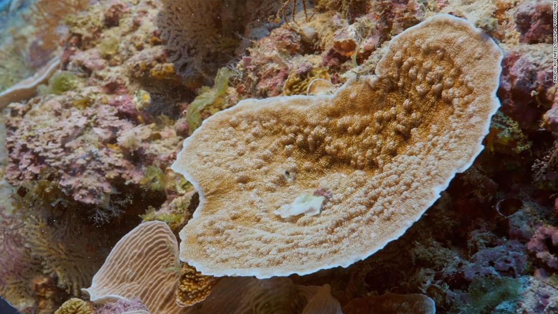 Derinliğine rağmen, resif mercanların büyümesi ve üremesi için hala yeterli güneş ışığı alıyor.