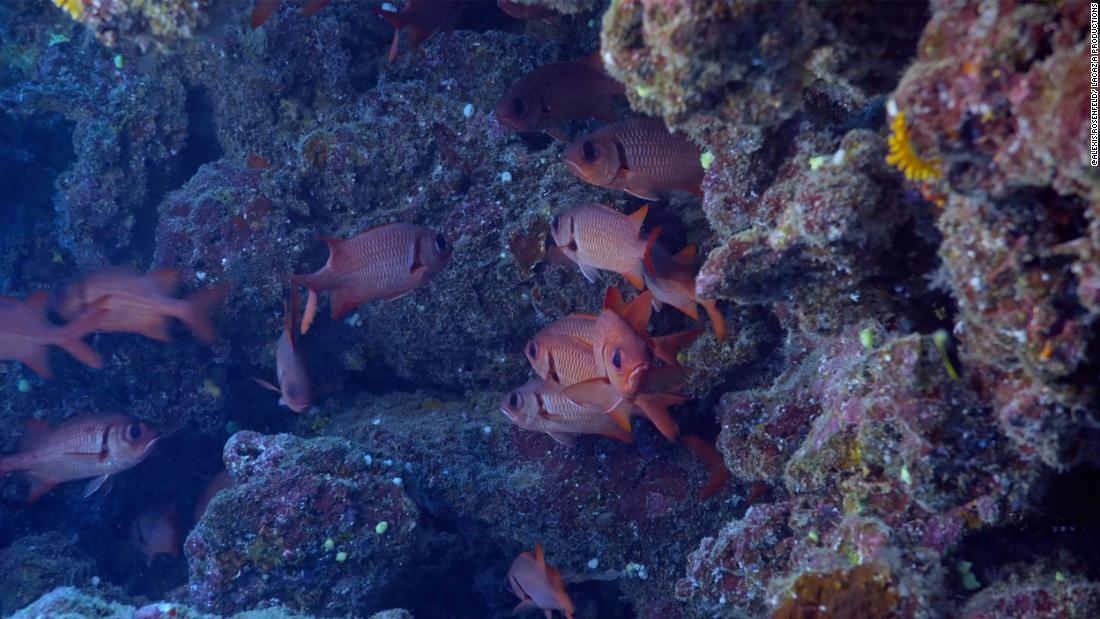 Mercan resifleri, burada görülen balıklar gibi çok çeşitli deniz organizmaları için önemli bir besin kaynağı ve yaşam alanıdır.