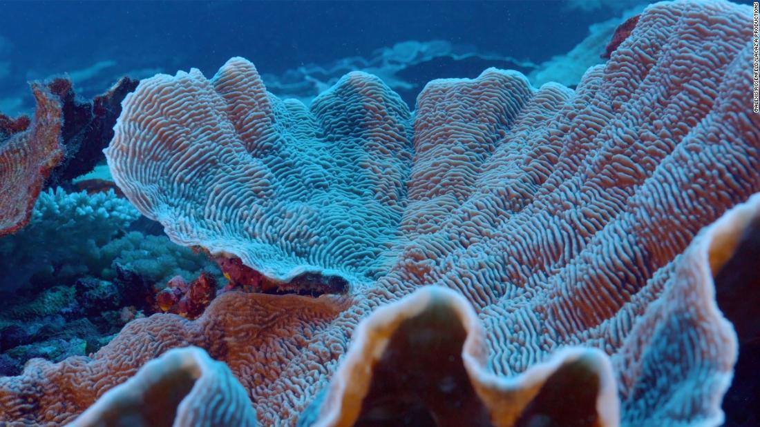 Resiften mercanın ayrıntılı bir görünümü.