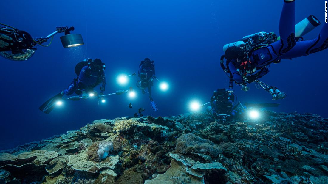 Bir grup araştırmacı resifi inceler.