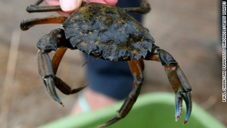 A non-native European green crab that was trapped and removed from Seadrift Lagoon in Stinson Beach, California in 2017.  The invasive crustaceans have been plaguing the Pacific coast from Monterey Bay north to British Columbia for the past several years. 