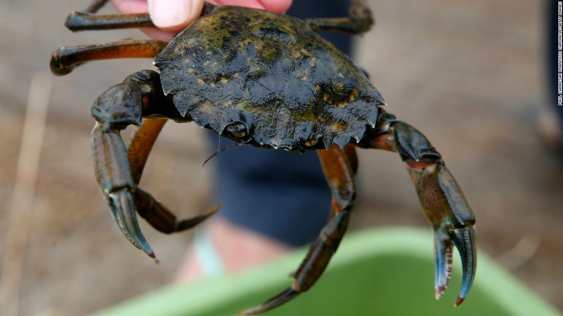 Emergency order to address green crab infestation in Washington  