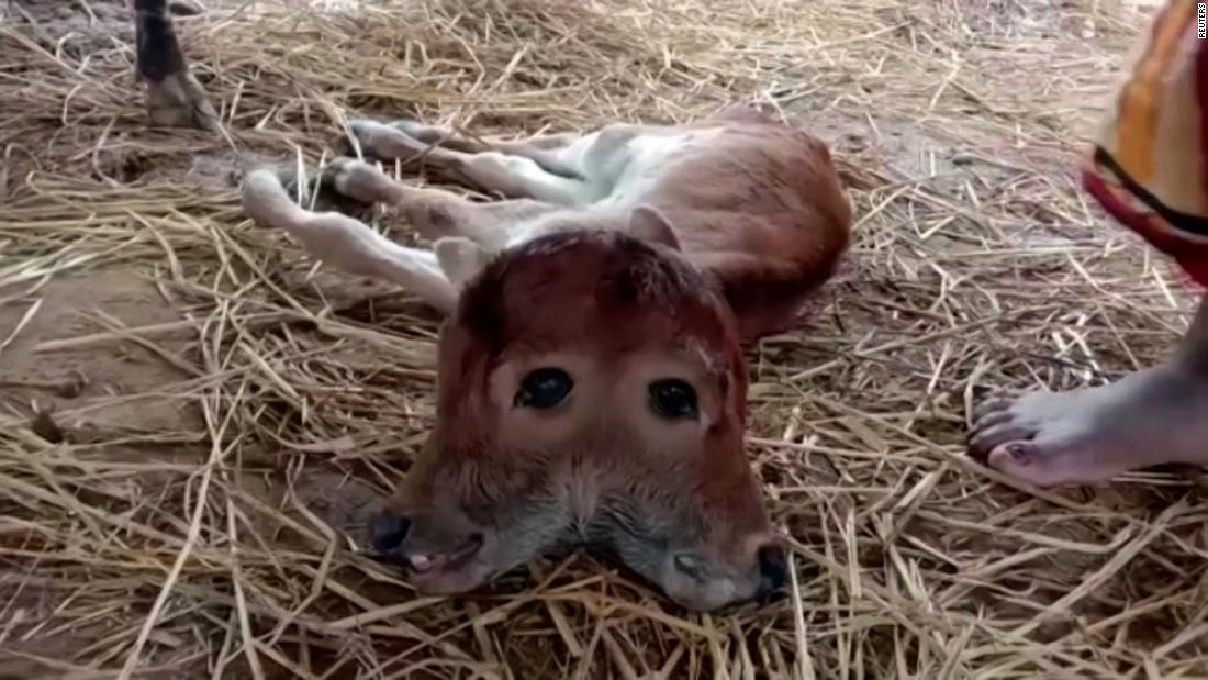 See rare two-headed calf born in India | CNN