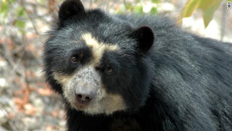The bear wearing glasses got its name from the yellowish white markings around its eyes that resemble a pair of glasses. 