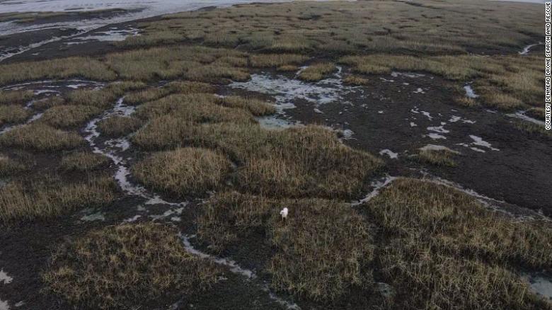 A drone shot shows Millie stranded on the mudflats.