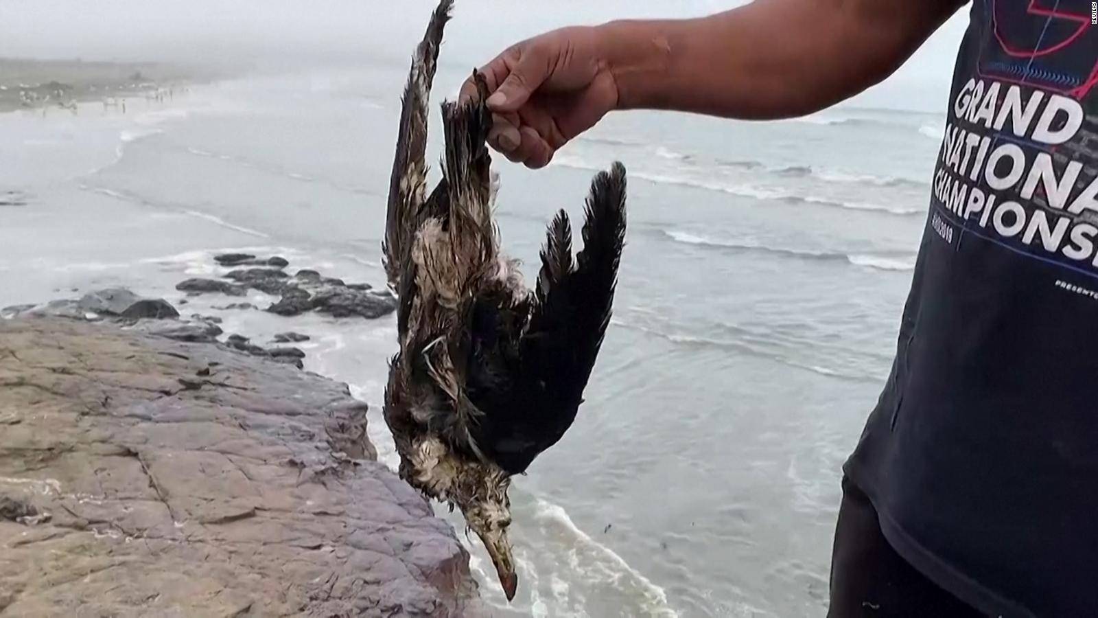 Peru Oil Spill Ecological Disaster As Dead Animals Wash Up On Beach