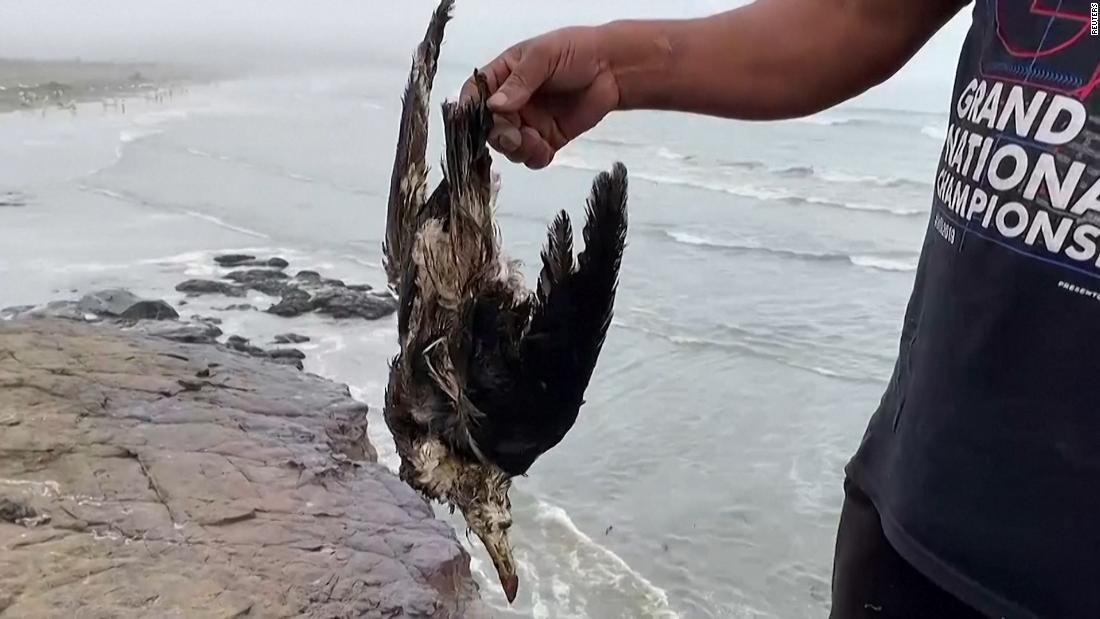 Dead animals wash up on Peru beaches after oil spill