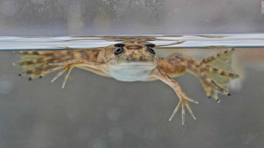 Frogs can regrow amputated limbs after being treated with mix of drugs, new research finds