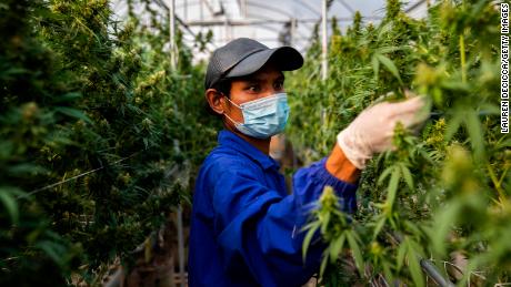 NAKHON RATCHASIMA, THAILAND - MARCH 25: Thai greenhouse workers trim damaged marijuana leaves and care for plants at the greenhouse facilities at the Rak Jang farm on March 25, 2021 in Nakhon Ratchasima, Thailand. The Rak Jang farm, in Nakhon Ratchasima, Thailand, is one of the first farms that has been given permission by the Thai government to grow cannabis and sell their products to medical facilities since medical marijuana was legalized in 2019. The cannabis grown by the farm is high in CBD and sold to local hospitals for therapeutic treatments for patients with prescriptions. Thailand plans to continue to develop more cannabis products in an effort to boost the local economy and draw more customers to Thailand for medical tourism.  (Photo by Lauren DeCicca/Getty Images)