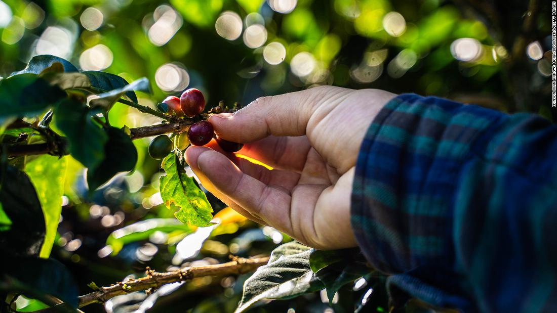 Climate change is coming for our coffee