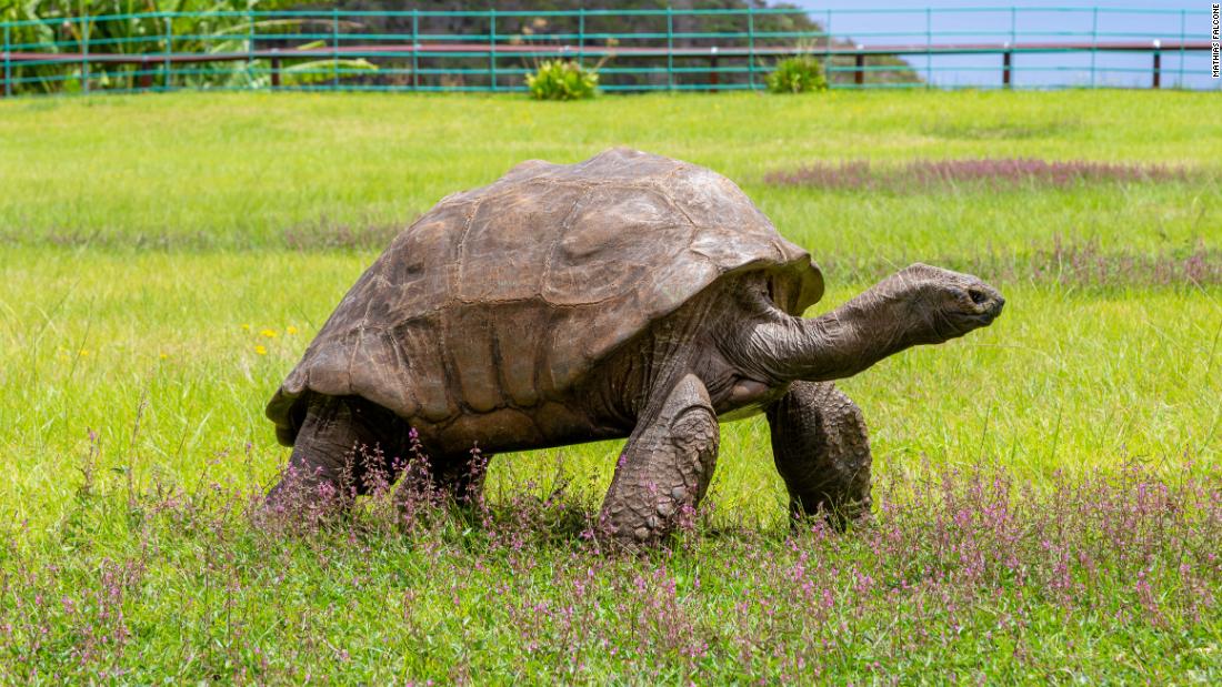 Meet 190-year-old Jonathan, the world's oldest-ever tortoise