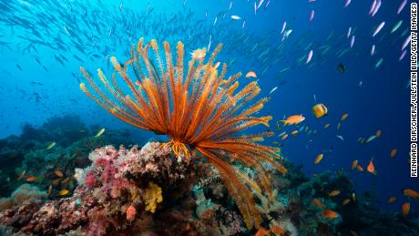 (GERMANY OUT)   Reef Scene with Crinoid and Fishes, Great Barrier Reef, Australia   (Photo by Reinhard Dirscherl\ullstein bild via Getty Images)
