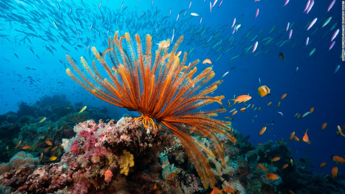 Australia pledges $700 million to protect Great Barrier Reef amid ...