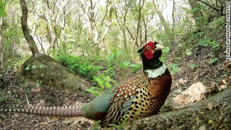 A ring-necked pheasant is captured on camera in the Songshan National Nature Reserve in 2019.
