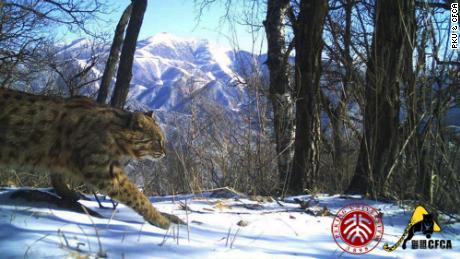 A leopard cat is caught on camera with the Olympic ski slopes in the background.