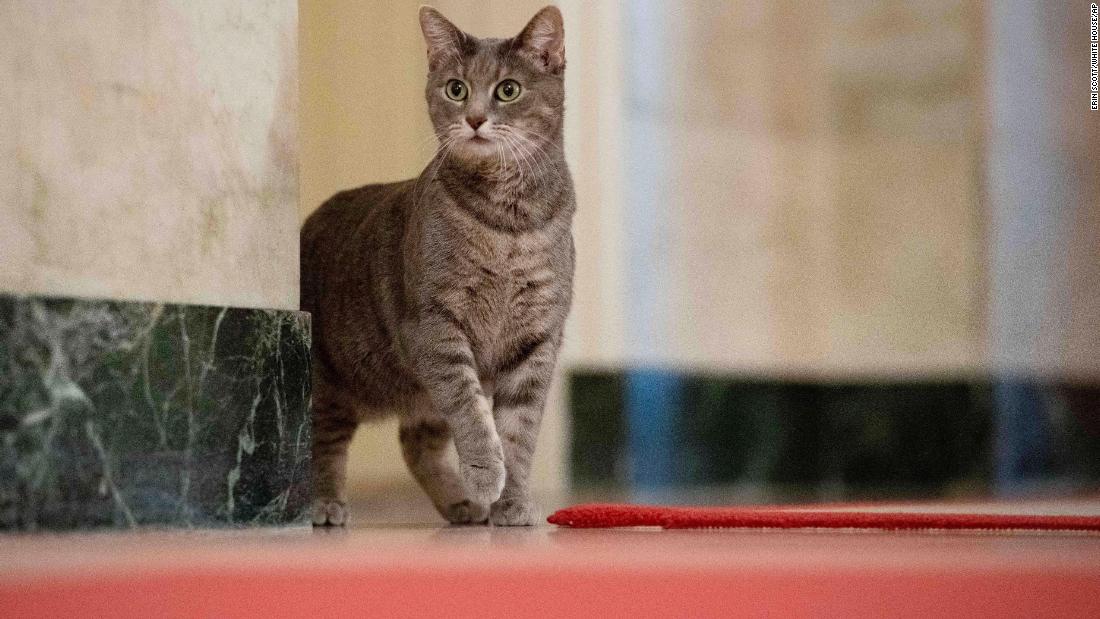 Willow, the Biden family cat, is the first White House cat since the George W. Bush administration.