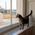 04a white house cat