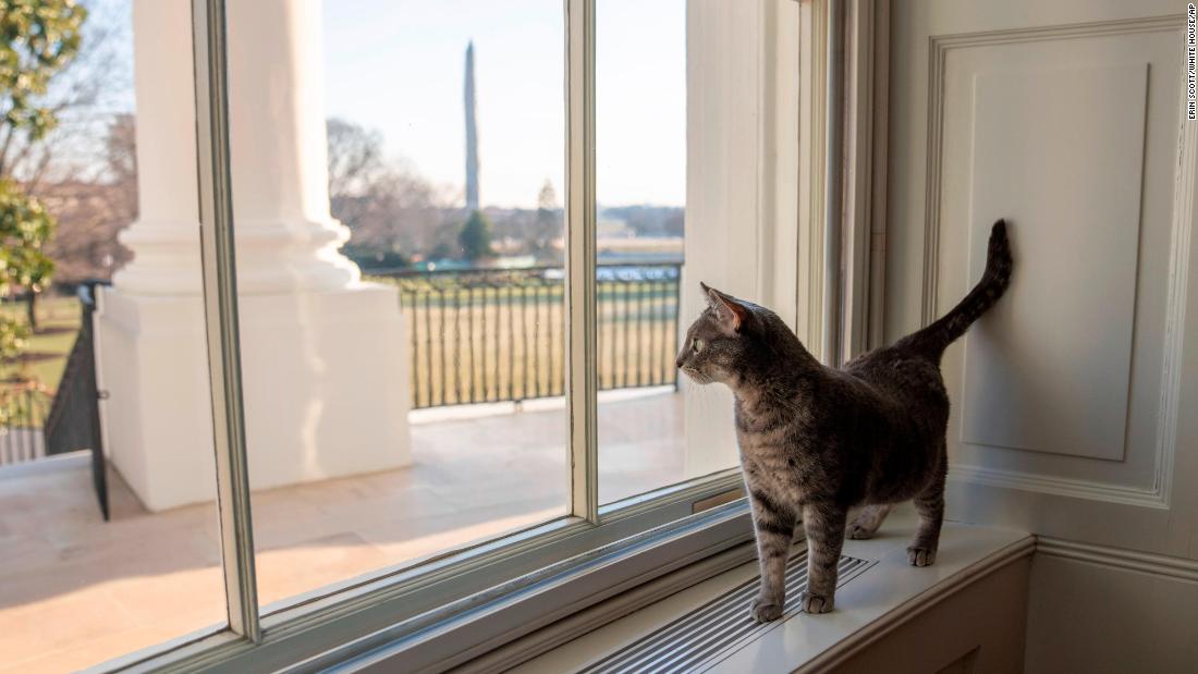 The Bidens&#39; cat, Willow, looks out a window at the White House.