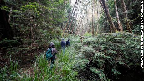 Representantes del InterTribal Sinkyone Wilderness Council y personal de Save the Redwoods League visitando Tc'ih-Léh-Dûñ en junio de 2021.