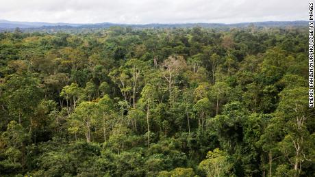 A view of the Amazon rainforest in French Guiana. Researchers reported Monday there are thousands of tree species yet to be discovered worldwide.