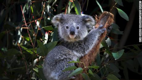 PORT MACQUARIE, AUSTRALIA - AUGUST 27: A young female koala fondly named &#39;Ash&#39; is seen sitting on a Eucalyptus branch following a general health check at the Australian Reptile Park on August 27, 2020 on the Central Coast in Sydney, Australia. Dean Reid, Head Mammal and Bird Keeper oversees the Australian Reptile Park&#39;s koala breeding program which currently has a record number of 38 koalas, including 9 joeys. A New South Wales parliamentary inquiry released in June 2020 has found that koalas will become extinct in the state before 2050 without urgent government intervention. Making 42 recommendations, the inquiry found that climate change is compounding the severity and impact of other threats, such as drought and bushfire, which is drastically impacting koala populations by affecting the quality of their food and habitat. The plight of the koala received global attention in the wake of Australia&#39;s devastating bushfire season which saw tens of thousands of animals killed around the country. While recent fires compounded the koala&#39;s loss of habitat, the future of the species in NSW is also threatened by continued logging, mining, land clearing, and urban development. Along with advising agencies work together to create a standard method for surveying koala populations, the inquiry also recommended setting aside protected habitat, the ruling out of further opening up of old-growth state forest for logging and the establishment of a well-resourced network of wildlife hospitals in key areas of the state staffed by suitably qualified personnel and veterinarians. The NSW Government has committed to a $44.7 million koala strategy, the largest financial commitment to protecting koalas in the state&#39;s history. (Photo by Lisa Maree Williams/Getty Images)