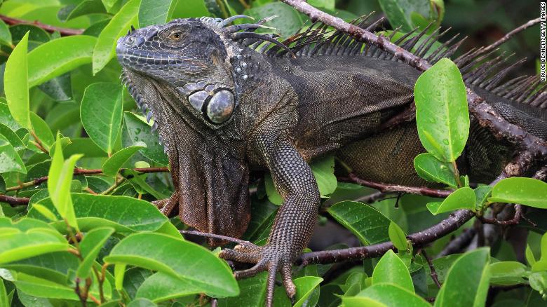 How cold is it in Miami? It’s so cold that ‘falling iguanas’ are forecast