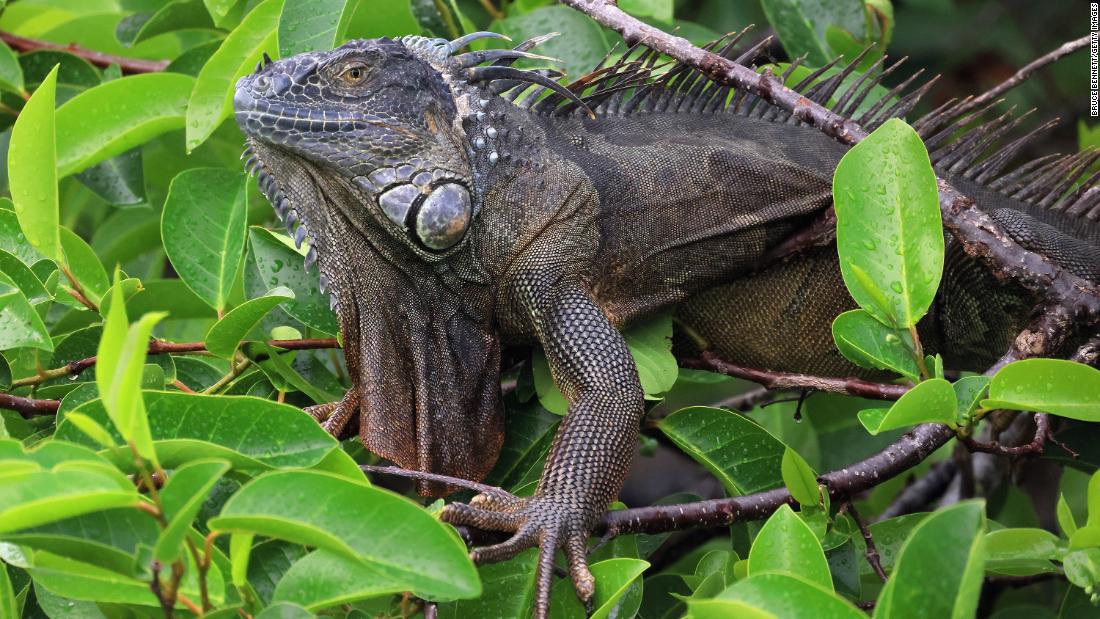 How cold is it in Miami? It's so cold that 'falling iguanas' are forecast