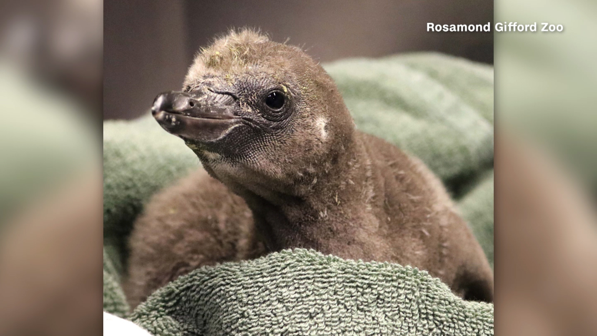 Pingüinos del mismo sexo se convierte en padres primerizos en un zoológico