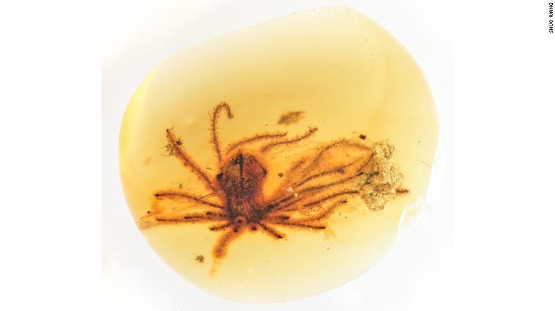 99 million-year-old flowers found perfectly preserved in amber bloomed at the feet of dinosaurs