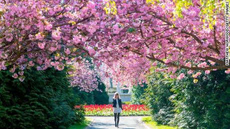 Flowers and trees are blooming a month earlier than expected across the UK.