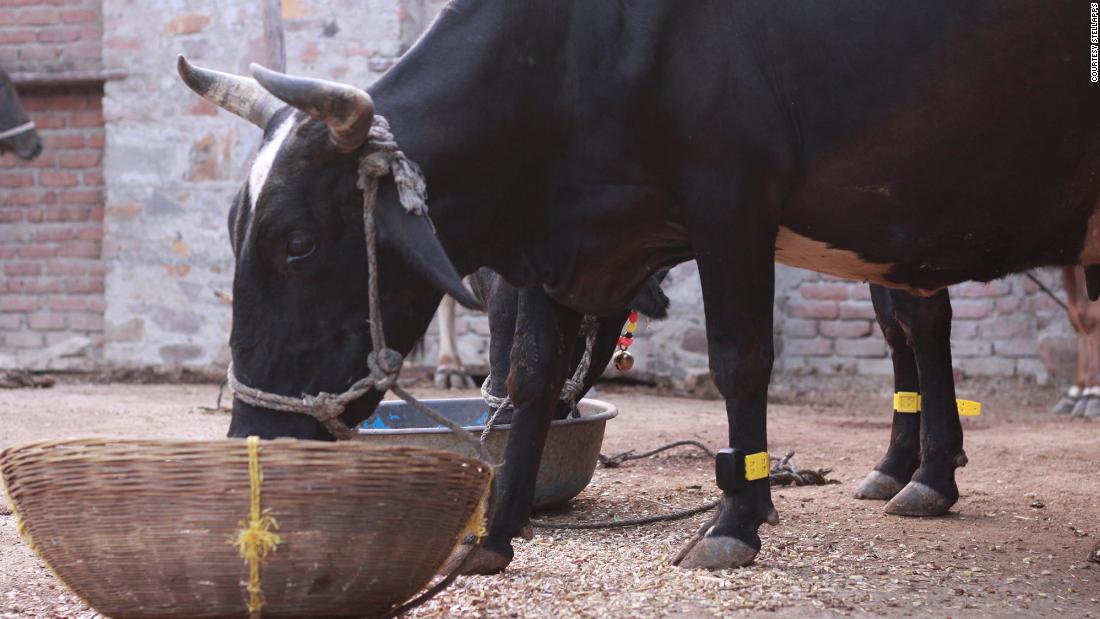 This dairy-tech startup has created a step counter for cows