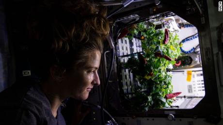 NASA astronotu ve Expedition 66 Uçuş Mühendisi Kayla Barron, 26 Kasım 2021'de Plant Habitat-04 uzay botanik deneyi için hasat edilmeden önce Uluslararası Uzay İstasyonu'nun Gelişmiş Bitki Habitatı içinde büyüyen biberleri kontrol ediyor.