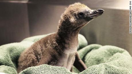 This penguin chick hatched at Rosamond Gifford Zoo in Syracuse, New York.