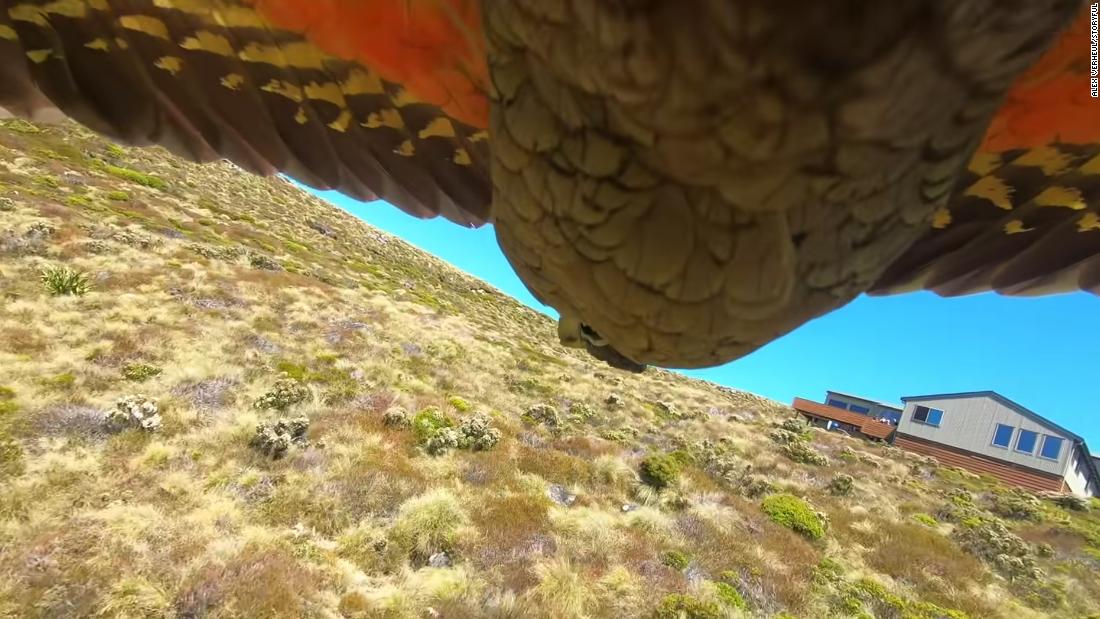 Un perroquet néo-zélandais a volé une GoPro et filmé sa fuite