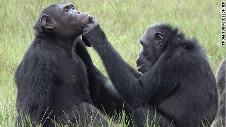 Simpanse menerapkan 'obat'  satu sama lain'  luka dalam kemungkinan menunjukkan empati