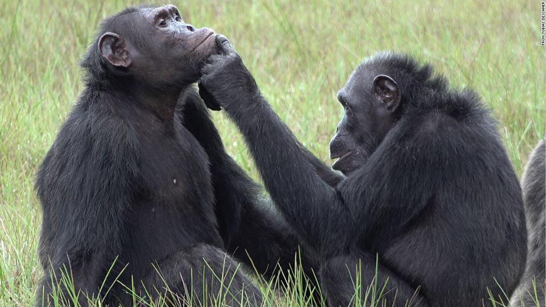 Chimpanzees apply ‘medicine’ to each others’ wounds in a possible show of empathy