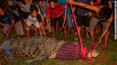 Indonesian crocodile finally freed from tire after six years