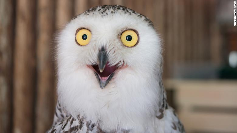 Owl photos are flooding the internet ahead of the Super Bowl. Here’s why