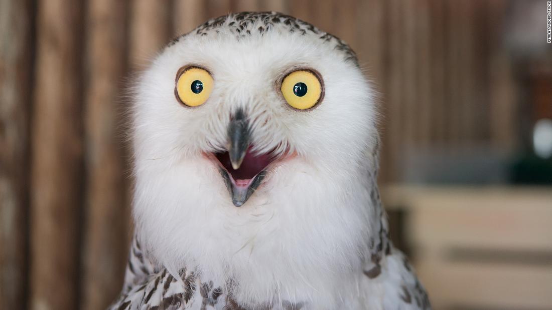 Owl photos are flooding the internet ahead of the Super Bowl. Here's why