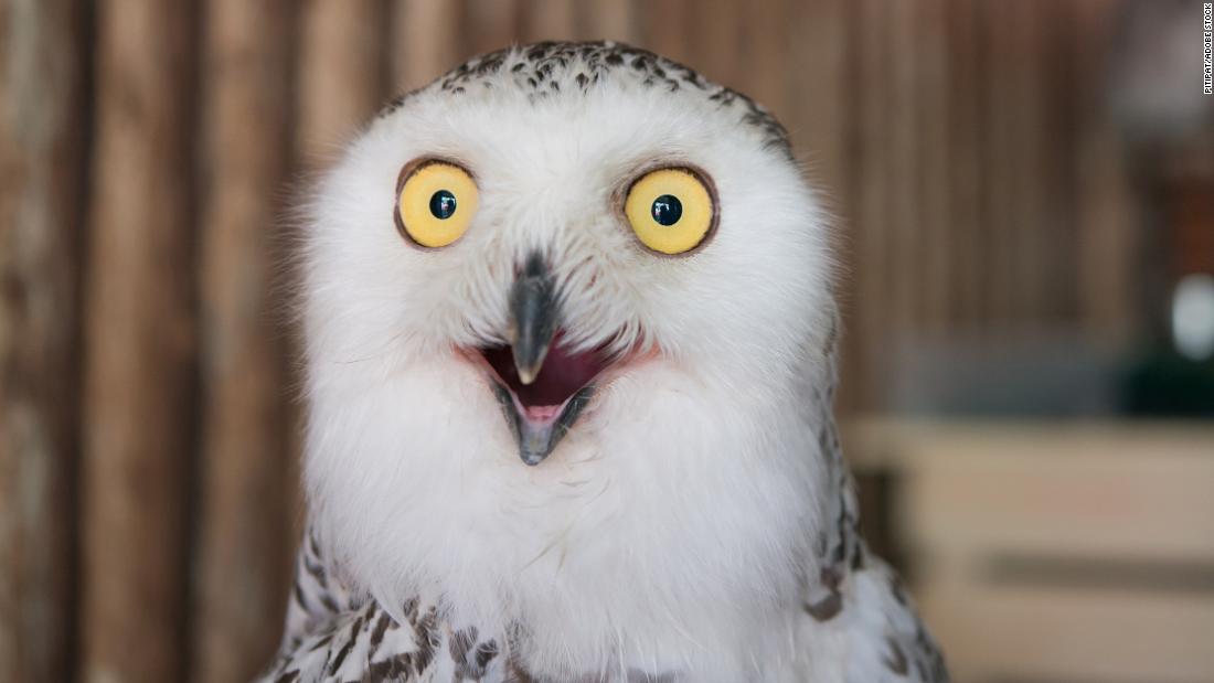 Owl photos are flooding the internet ahead of the Super Bowl. Here's why