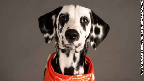 Pongo, a deaf Dalmatian, will have his five minutes of fame on the Puppy Bowl. 