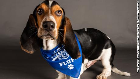 Watson is one of the Puppy Bowl&#39;s competitors. 