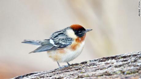 A male bay-breasted warbler, one of the species of smaller-brained birds, researchers said were more affected by climate change. 